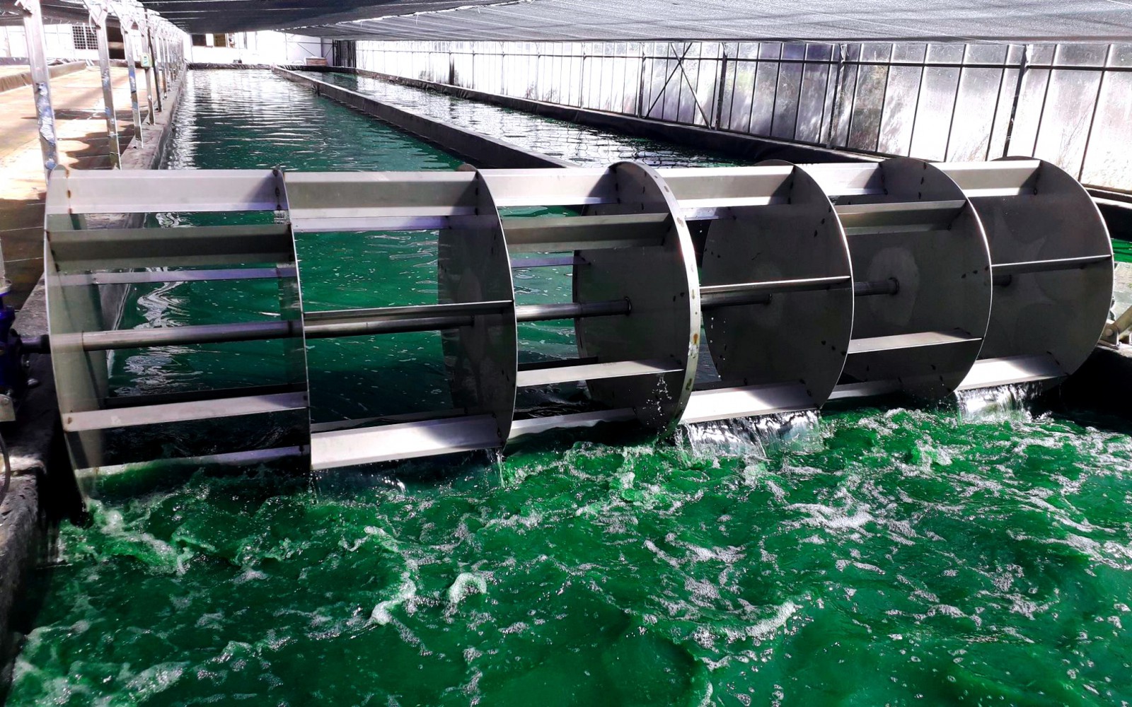 Bassin de spiruline chez Solis Culturae aux confines